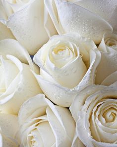 white roses with water droplets on them are arranged in a close - up view,