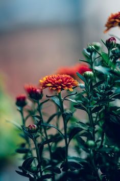 some red and yellow flowers in a pot