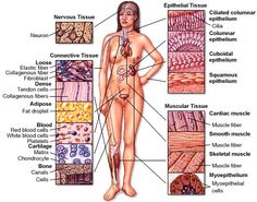 diagram of the human body and its major organs