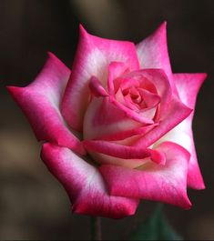 a pink and white rose with green leaves