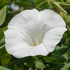 a white flower with green leaves in the background