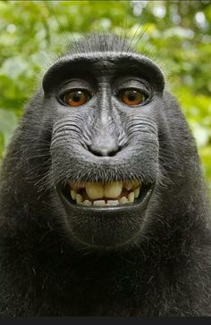 a close up of a monkey face with trees in the background