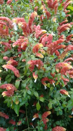 red and yellow flowers are in the middle of green leaves on a bushy plant