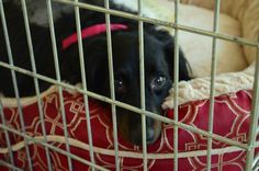 a black dog laying on top of a red and white pillow in a metal cage