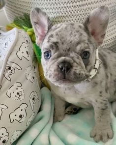 a small gray and white dog sitting on top of a blanket next to a pillow