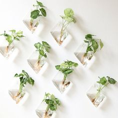 there are many small plants in the glass vases on the wall, and one is green