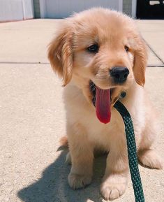 a puppy is sitting on the sidewalk with a leash around its neck and tongue hanging out