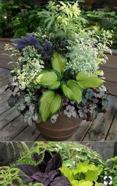 a potted plant sitting on top of a wooden table next to another potted plant