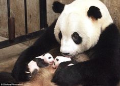 a large panda bear sitting on top of a pile of baby bears in an enclosure