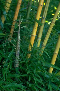 the tall bamboos are green and yellow in this photo, with leaves on them