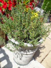 a potted plant sitting on top of a cement table next to flowers and plants