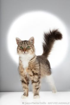 a cat standing in front of a white background with the light coming through it's eyes