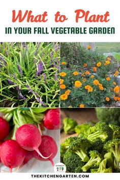 what to plant in your fall vegetable garden