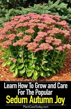 an image of sedum autumn joy with text overlay that reads learn how to grow and care for the popular sedum autumn joy