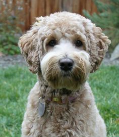 a dog sitting in the grass looking at the camera