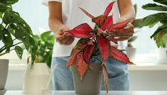 a person holding a potted plant in front of some other plants on a table