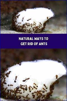 two pictures with the words natural ways to get rid of ants on them and an image of