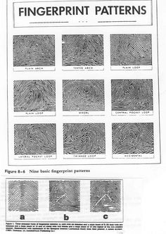 fingerprint patterns are shown in black and white, as well as on the page