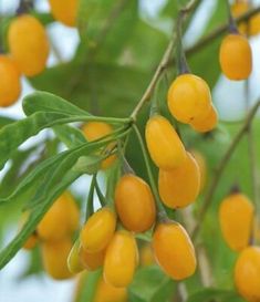 some yellow berries hanging from a tree branch