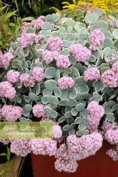 pink flowers are growing in a red container