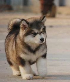 a brown and white dog walking across a street