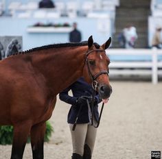 a woman standing next to a brown horse