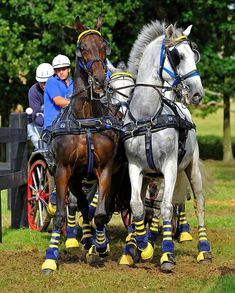 two horses pulling a carriage with people in it