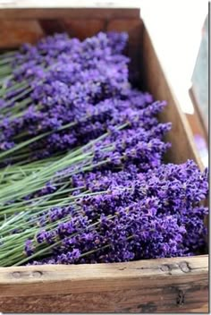 bunches of lavender flowers in a wooden box