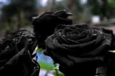 three black roses with water droplets on them