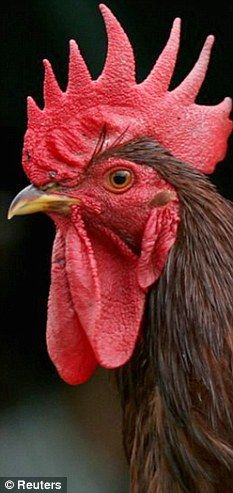 a close up of a rooster's head