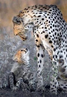 a mother cheetah and her two cubs in the wild, looking at each other