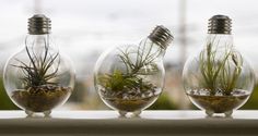 three glass vases with plants in them and hanging from the ceiling, one filled with air plants