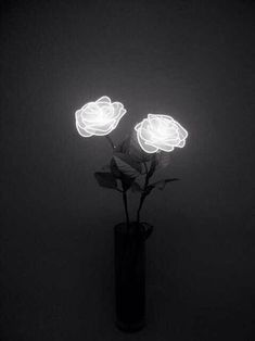 three white roses in a black vase lit up by light emitting from the top