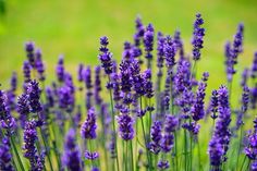 a bunch of purple lavender flowers in the grass with a woman's face on it