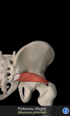 Musculus Piriformis Perfect Physique, Lower Back Exercises, Body Systems