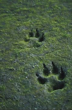 an animal's paw prints in the grass