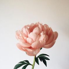 a large pink flower is in a vase