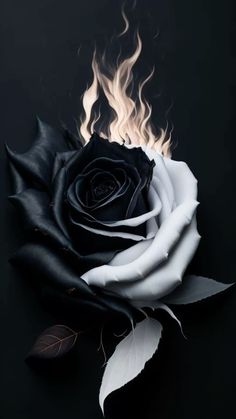 a black and white rose with flames on it