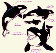 an orca whale with its mouth open and other parts labeled