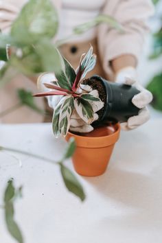 a person is holding a potted plant in their left hand and the other hand has a black object on it