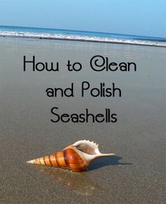 a sea shell on the beach with text overlay how to clean and polish seashells