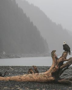 an eagle sitting on top of a tree branch in the middle of a body of water