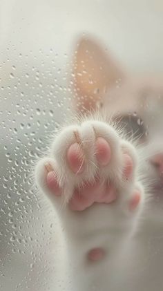 a white cat's paw sticking out from behind a glass window with water droplets on it