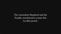 the australian shepherd and the poodle crossed to create this lovable pooch