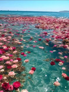 many pink flowers floating in the water next to each other on top of a sandy beach