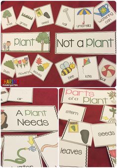 four different pictures of plants and animals with the words plant not a plant on them