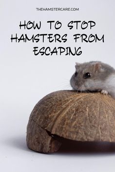 hamster escape, hamster pet, hamster care, hamster care guide, hamster guide, hamster, hamster tips, pets, rodents, best pets, hamster proper care, syrian hamster, dwarf hamster, hamster care tips, Be Dangerous, New Environment, Physical Activity