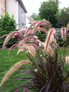 some very pretty plants in the grass by a house with flowers on it's front lawn