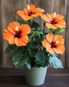 an orange flower in a green pot on a table