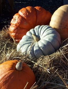 pumpkins and gourds are sitting in the hay